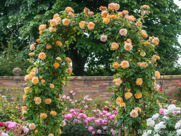 英国月季之父大卫奥斯汀的月季花园 最美的月季都在这里(图8)