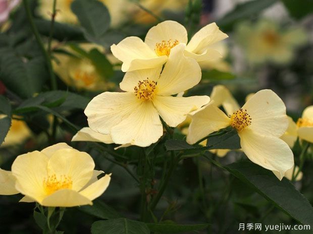姗姗而来.jpg