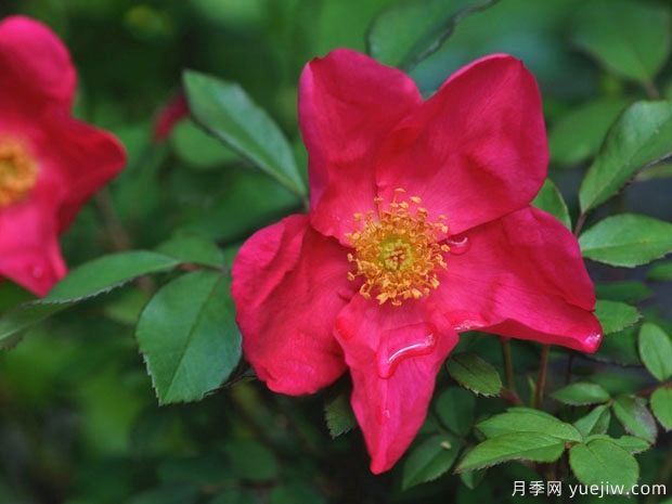 皮卡第2.jpg