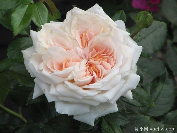 玫瑰花园月季(科德斯)(图1)