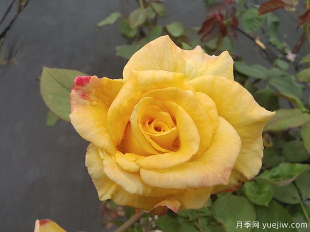 黄玫瑰代表什么意思？黄玫瑰寓意？黄玫瑰的花语是什么？(图1)
