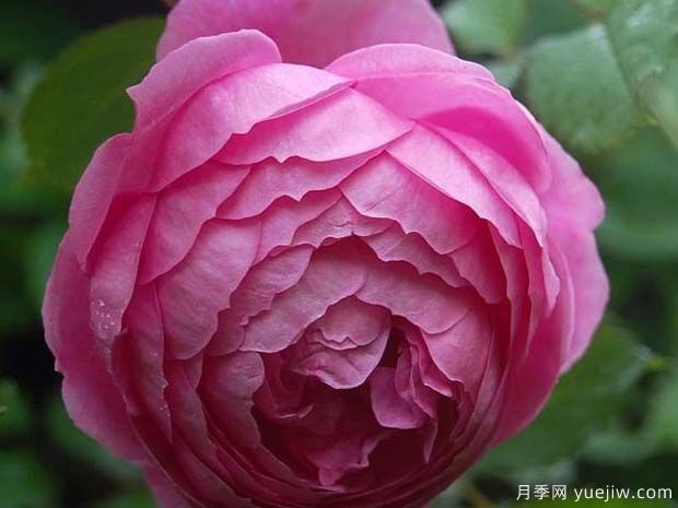 艾伦蒂施马奇月季的优缺点是什么？(图1)