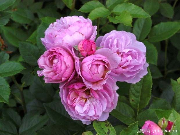 薰衣草花束月季/薰衣草花环月季(图3)