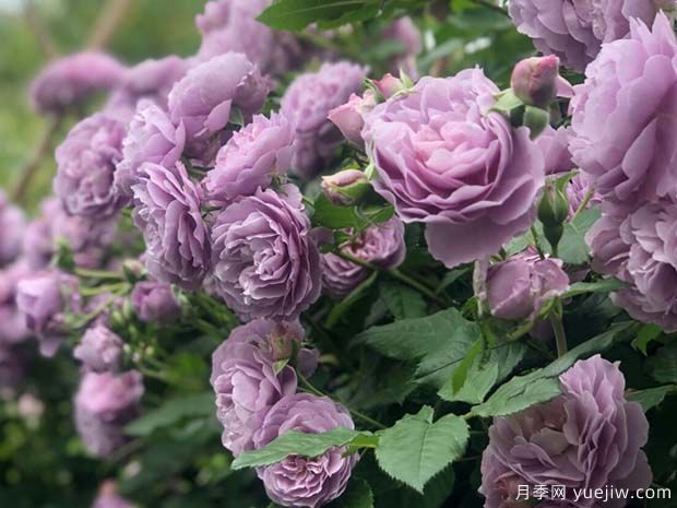 薰衣草花束月季/薰衣草花环月季(图4)