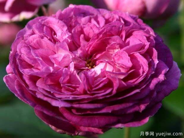 香水花环月季/香水门廊(图1)