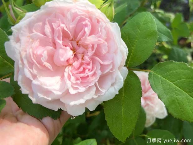 芭芭拉奥斯汀月季(图1)