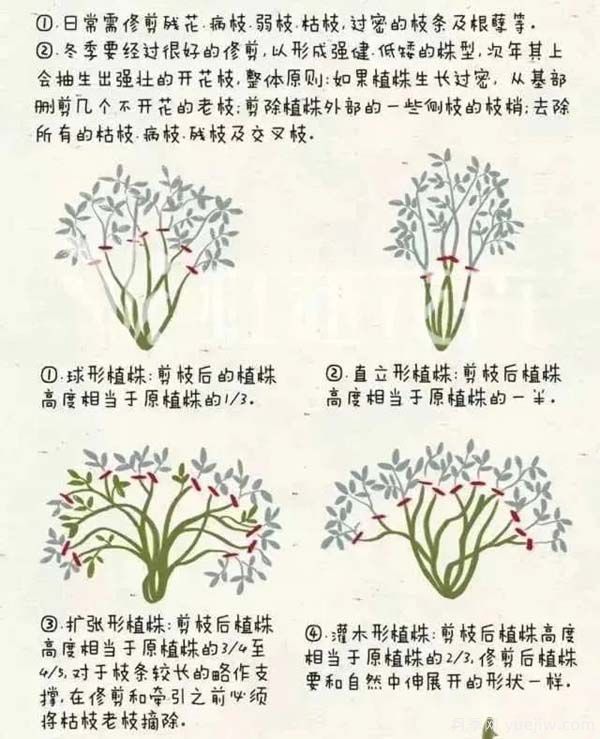 2月是月季的***后冬剪时间，来份月季修剪宝典(图2)