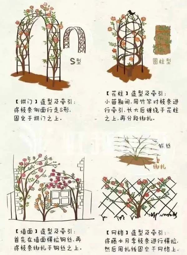 2月是月季的***后冬剪时间，来份月季修剪宝典(图4)