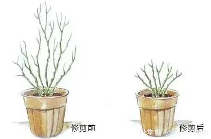 2月是月季的***后冬剪时间，来份月季修剪宝典(图3)