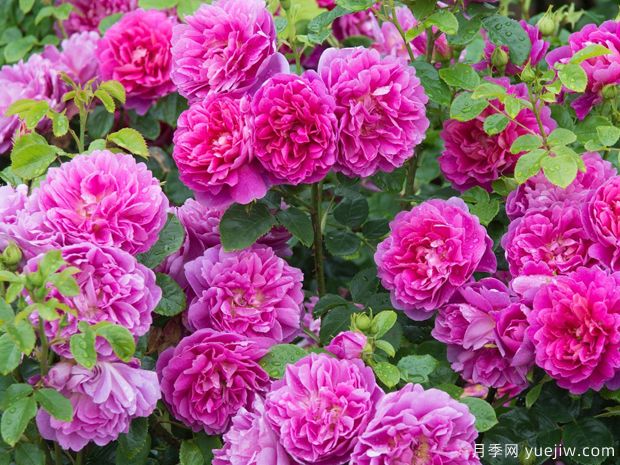 蔷薇花该如何种植养护？一文讲明白(图1)