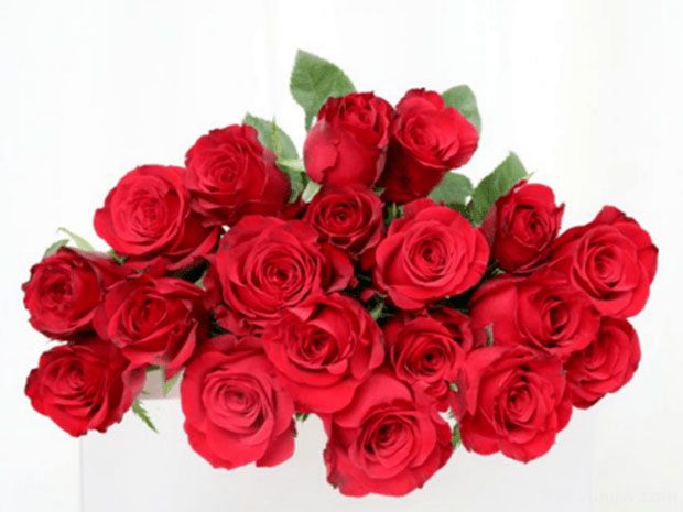 2023年情人节十大玫瑰品种销量榜，卡罗拉位居首位(图9)