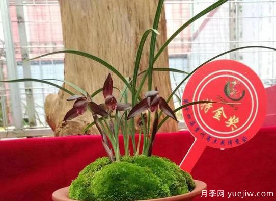 第十四届贵州省兰花博览会(图1)