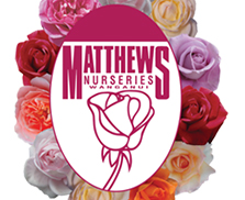 月季育种家：新西兰Matthews Nurseries(马修斯玫瑰)(图1)