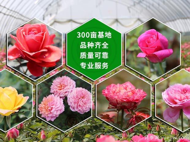 南阳汉月花卉园艺有限公司(图1)