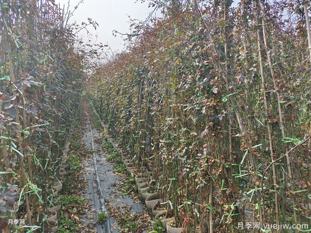 藤本月季批发基地，3月1.8米高爬藤价格(图5)
