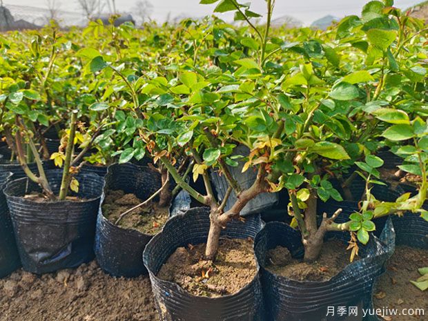 二年大花丰花绿化盆栽月季杯苗价格(图2)
