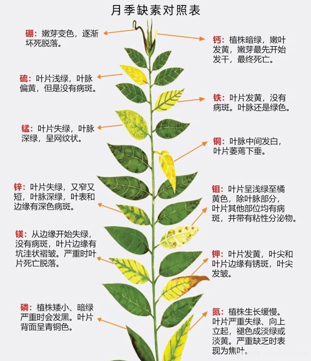 月季应该用什么样的肥料？月季全年用肥技巧精简版(图1)