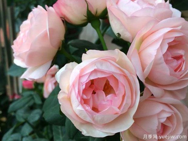 草莓杏仁饼月季的优缺点是什么？(图1)