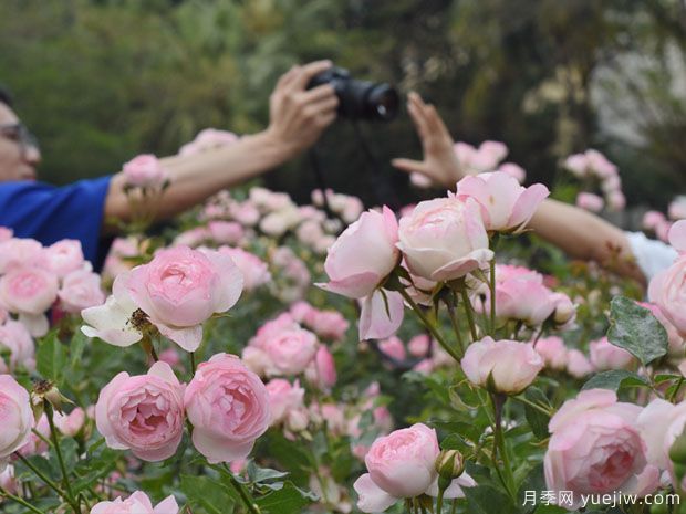 2023年深圳月季花展开幕，数万株月季惊艳盛放(图2)