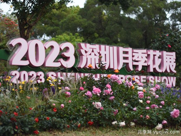 2023年深圳月季花展开幕，数万株月季惊艳盛放(图1)