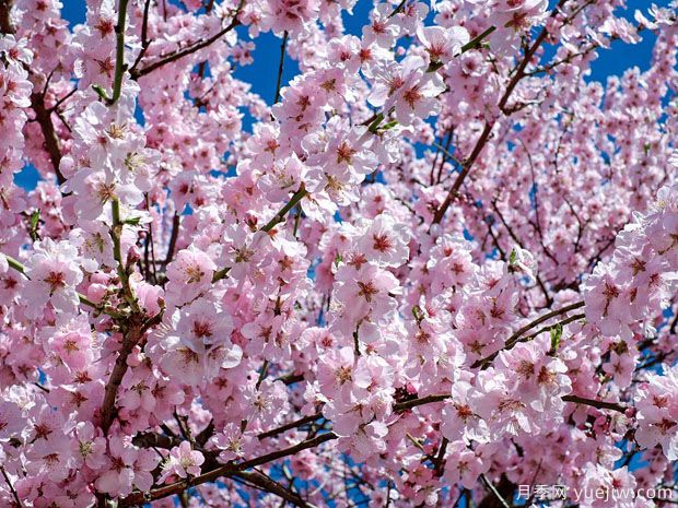 早樱晚樱冬樱的区别？樱花主要品种(图2)