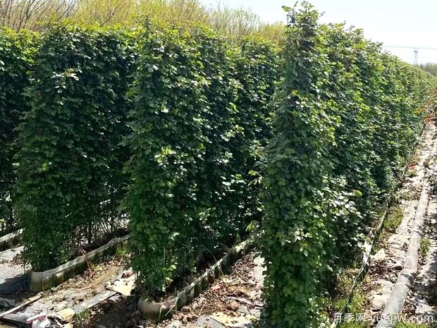 精品爬藤月季花墙网片价格(图3)