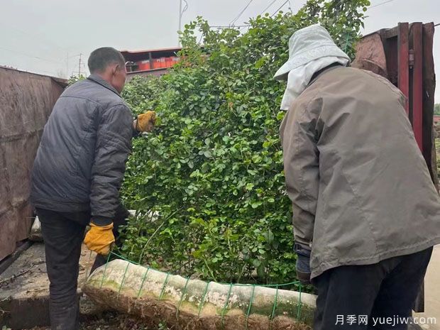 精品爬藤月季花墙网片价格(图5)