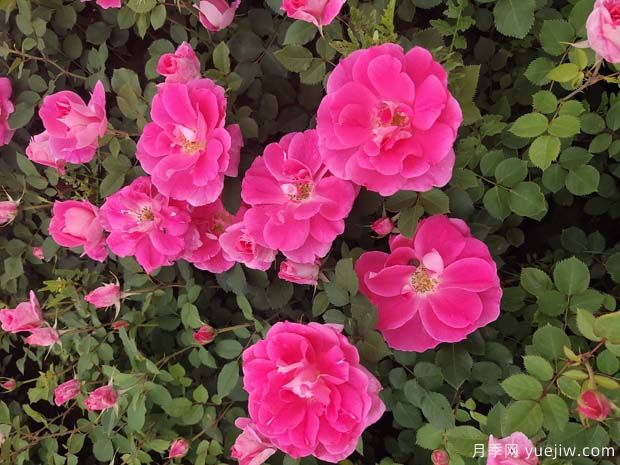 仙境粉色丰花聚花盆栽月季二年苗价格