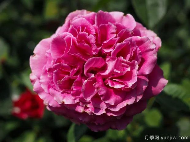 贵族月季(图1)