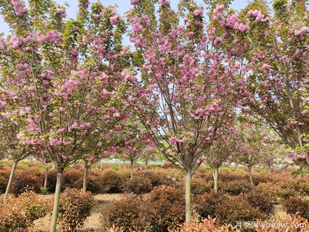 樱花树几年可以开花？日本晚樱开花的观赏价值(图1)