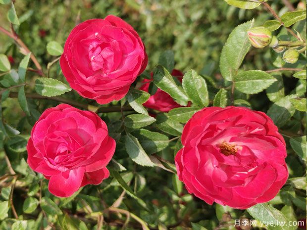 甜蜜红木香，花量超多，花香浓郁，花色惊艳(图1)