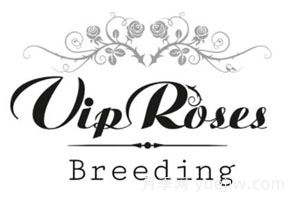 月季育种家：荷兰VIP Roses(图1)