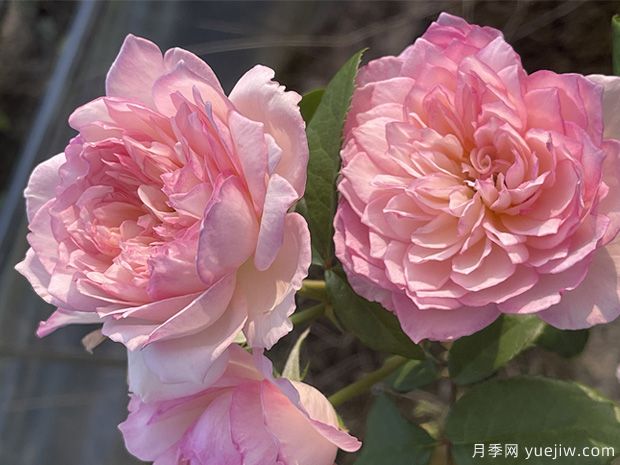 迷篱月季(图2)