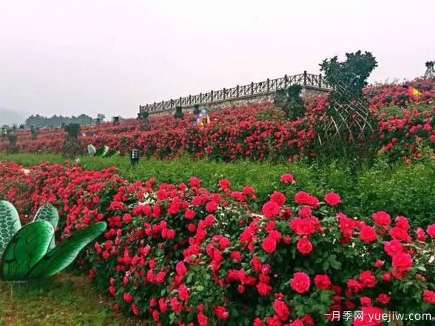 驻马店市花文化和月季景观(图1)