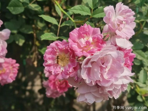 南阳蔷薇花满架，城区赏花去哪里？(图1)