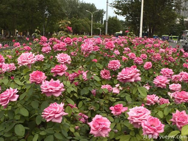 淮安月季市花文化和景观图集(图1)