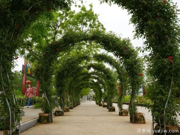 淮南焦岗湖月季花会，正是一年好风景(图1)