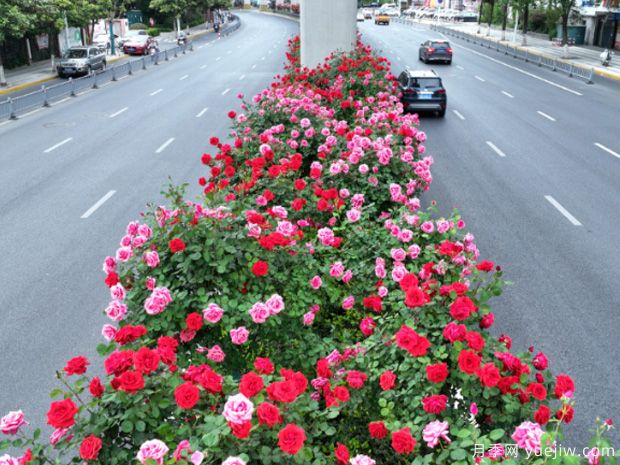 芜湖月季进入盛开期，一城繁花惊艳时光(图1)