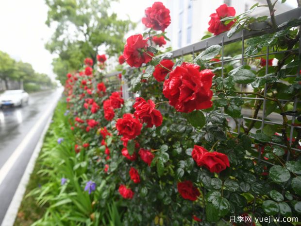 芜湖月季市花文化和景观(图3)