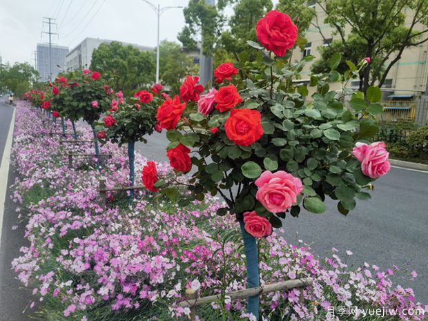 芜湖月季市花文化和景观图集(图2)