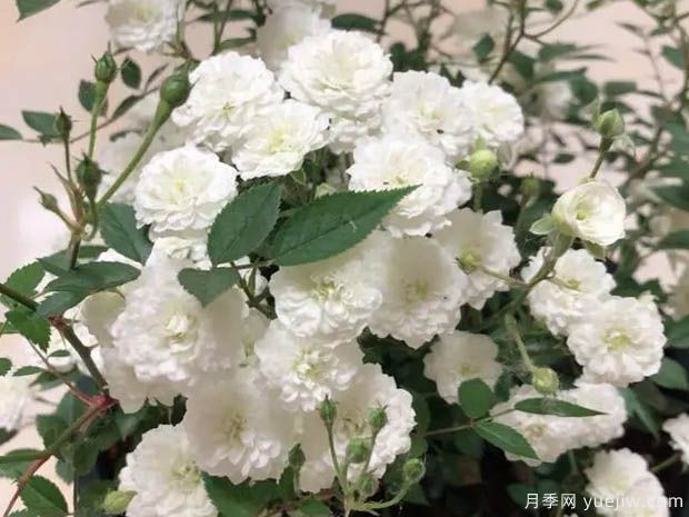 雪月月季(图1)