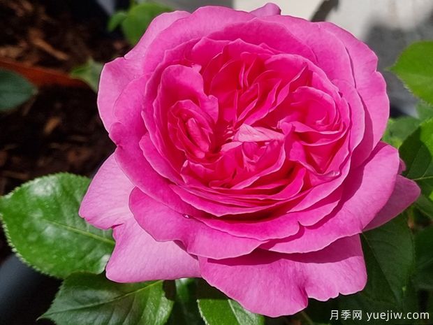 伯纳黛特拉芳特月季/伯纳黛特拉封/伯纳蒂特拉方特(图1)