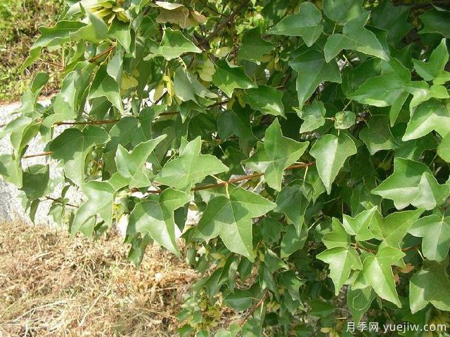 鸡爪槭、三角枫、红枫的区别办法和图片(图3)