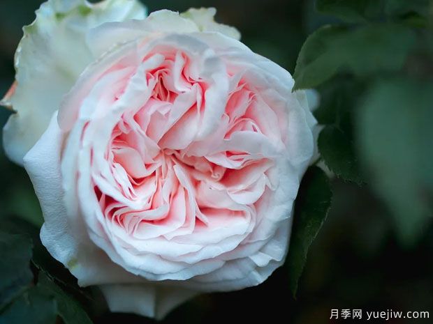 马美逊的纪念月季(图2)