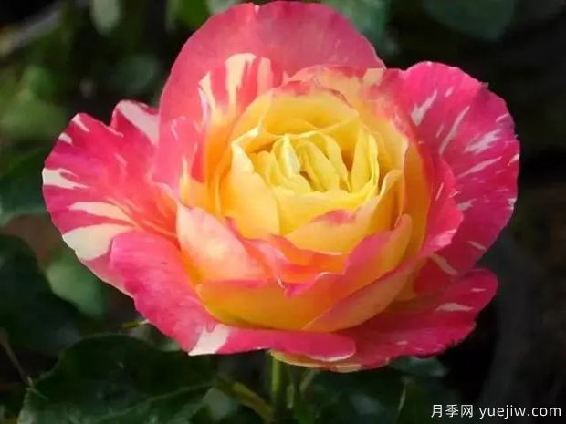 天坛荣光月季(图1)