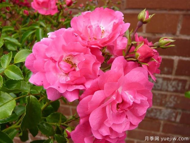 粉色地毯月季/海德的梦想/艾米拉/粉红花毯(图3)