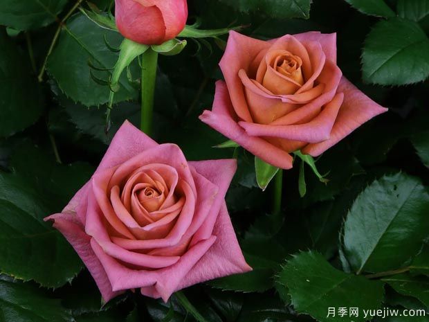 咖啡师月季(切花)(图2)