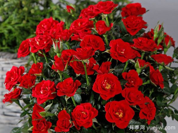 曼迪柯德娜月季(图1)