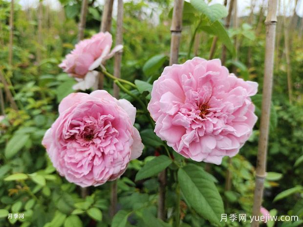 8月藤本月季基地批发价格(图1)