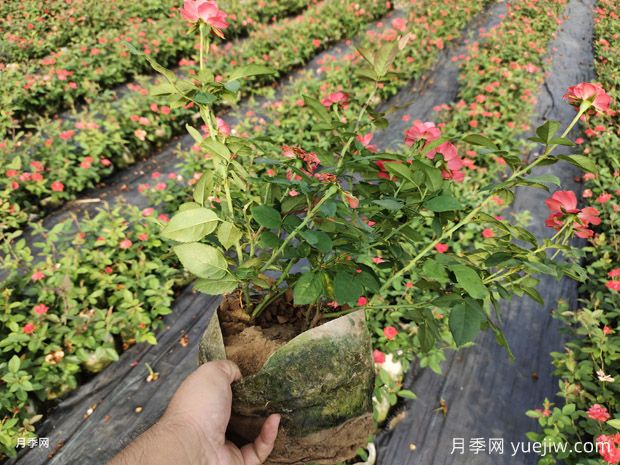 北京红丰花月季大杯和中杯盆栽供应采购(图4)